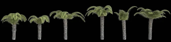 Abbildung Der Palme Butia Capitata Isoliert Auf Schwarzem Hintergrund — Stockfoto