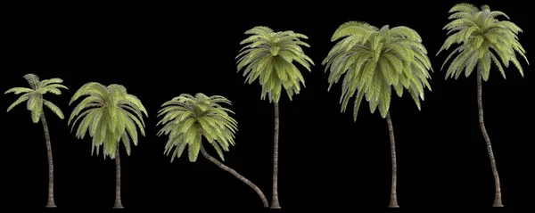 非洲油棕榈在黑色背景上分离的三维图例 — 图库照片