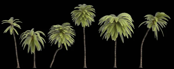非洲油棕榈在黑色背景上分离的三维图例 — 图库照片