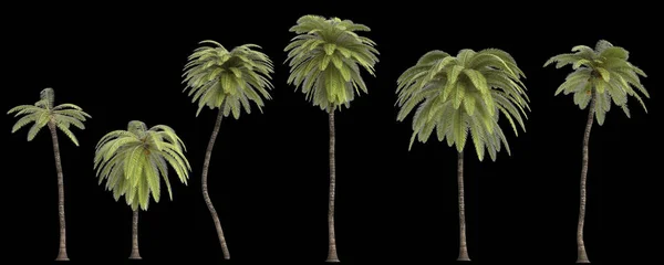 Ilustracja Zestawu Afrykański Olej Palmowy Izolowane Czarnym Tle — Zdjęcie stockowe