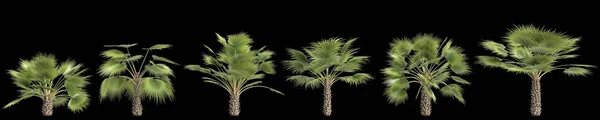 黑色背景下孤立的萨巴尔棕榈树的3D图解 — 图库照片