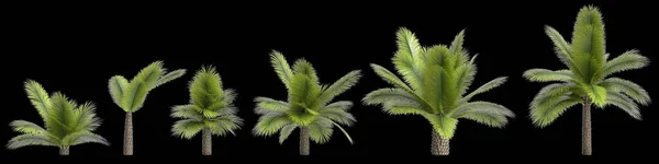 黑色背景下分离的菠萝棕榈树的3D图解 — 图库照片