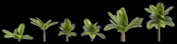 Illustration Des Sets Ananaspalme Isoliert Auf Schwarzem Hintergrund — Stockfoto