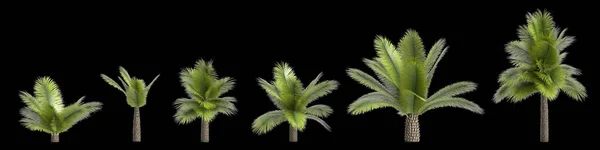 Ilustrace Sady Ananas Palm Izolované Černém Pozadí — Stock fotografie