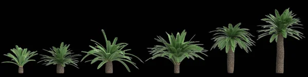 黑色背景下孤立的Sago棕榈集3D图解 — 图库照片