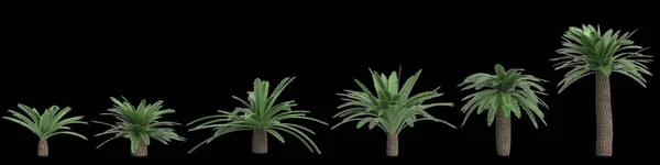 Иллюстрация Набора Саго Пальмы Изолированы Черном Фоне — стоковое фото