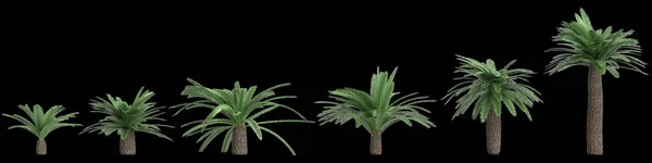 黑色背景下孤立的Sago棕榈集3D图解 — 图库照片
