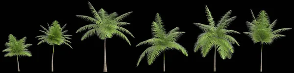 Ilustracja Zestawu Foxtail Palm Izolowanych Czarnym Tle — Zdjęcie stockowe