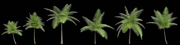 Ilustracja Zestawu Foxtail Palm Izolowanych Czarnym Tle — Zdjęcie stockowe
