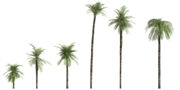 Illustration Uppsättning Phoenix Roebelenii Palm Isolerad Vit Bakgrund — Stockfoto