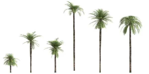 Ilustracja Zestawu Phoenix Roebelenii Palm Izolowanych Białym Tle — Zdjęcie stockowe