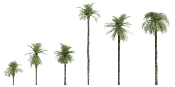 Illustratie Van Set Feniks Roebelenii Palm Geïsoleerd Witte Achtergrond — Stockfoto