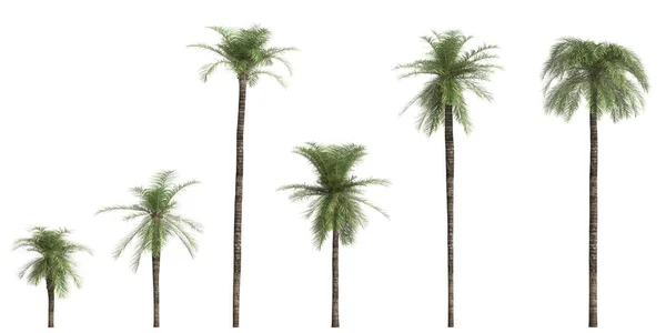 Illustratie Van Set Feniks Roebelenii Palm Geïsoleerd Witte Achtergrond — Stockfoto