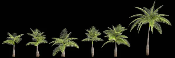 黑色背景下孤立的集合瓶棕榈的3D图解 — 图库照片