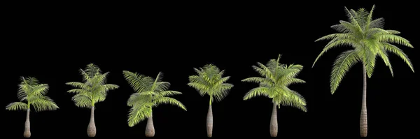 Ilustracja Zestawu Bottle Palm Izolowane Czarnym Tle — Zdjęcie stockowe