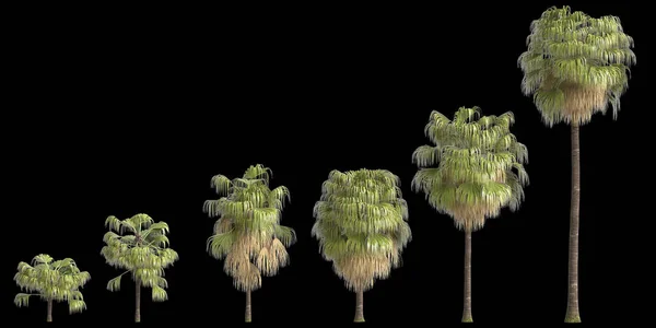 基于黑色背景分离的集合洗净棕榈3D图例 — 图库照片