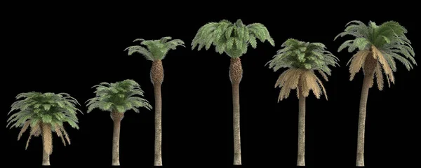 黑色背景下分离的设置日期棕榈的3D说明 — 图库照片