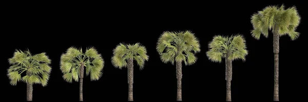 三维图 在黑色背景上孤立的博拉索松软棕榈 — 图库照片