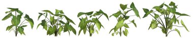 Beyaz arkaplanda izole edilmiş sinogonyum podophyllum bitkisinin 3d çizimi