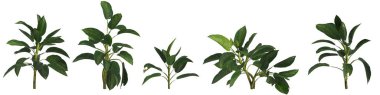 Beyaz arka planda izole edilmiş 3D aglaonema gümüş koy bitkisi çizimi