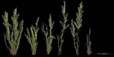 Siyah arka planda izole edilmiş 3D at yosunu seti çizimi