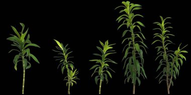 Dracena reflexa bitkisinin siyah arkaplanda izole edilmiş 3d illüstrasyonu