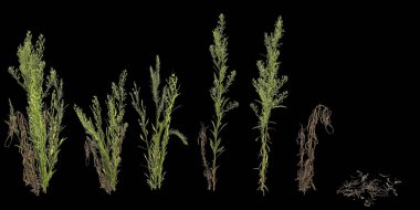 At yosunu bitkisinin üç boyutlu çizimi siyah arka planda insan gözünden izole edilmiş.