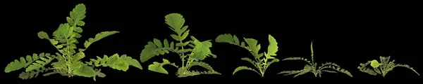 3DイラストのSet Rorippa Palustris Plant絶縁された黒の背景 — ストック写真