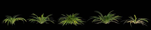 Illustration Une Plante Setaria Palmifolia Isolée Sur Fond Noir — Photo