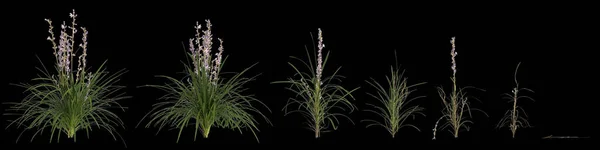Απεικόνιση Του Συνόλου Lily Φυτό Χλοοτάπητα Απομονώνονται Μαύρο Φόντο — Φωτογραφία Αρχείου