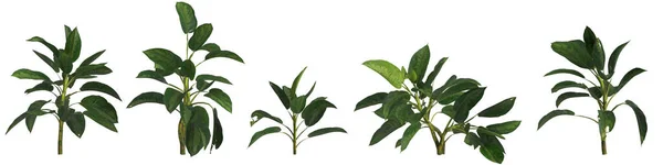 白の背景に隔離されたセットAglaonema銀ベイ植物の3Dイラスト — ストック写真