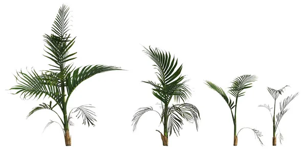 Иллюстрация Набор Пальмовое Растение Areca Изолированы Белом Фоне — стоковое фото