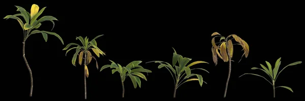 Illustration Une Plante Cordyline Petiolaris Isolée Sur Fond Noir — Photo