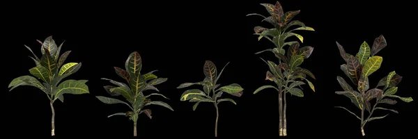 Siyah Arkaplanda Izole Edilmiş Kodiaeum Varyasyon Bitkisinin Çizimi — Stok fotoğraf