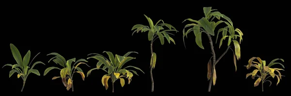 Illusztrációja Set Cordyline Petiolaris Növény Elszigetelt Fekete Alapon — Stock Fotó