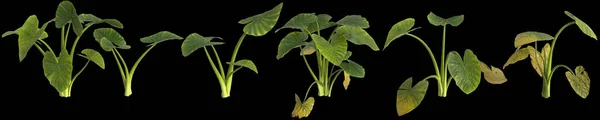 Ilustración Conjunto Alocasia Macrorrhiza Planta Aislada Sobre Fondo Negro —  Fotos de Stock