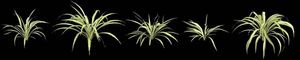 Siyah Arka Planda Izole Edilmiş Çeşitli Keten Zambak Bitkisinin Çizimi — Stok fotoğraf