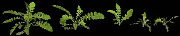 Rorippa Palustris Bitkisinin Boyutlu Çizimi Siyah Arka Planda Insan Gözünden — Stok fotoğraf
