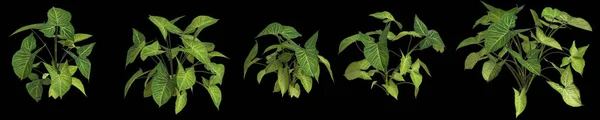 Ilustración Conjunto Synogonium Podophyllum Planta Aislada Sobre Fondo Negro Vista —  Fotos de Stock