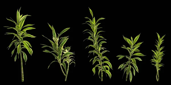 Illustration Une Plante Dracaena Reflexa Isolée Sur Fond Noir Vue — Photo