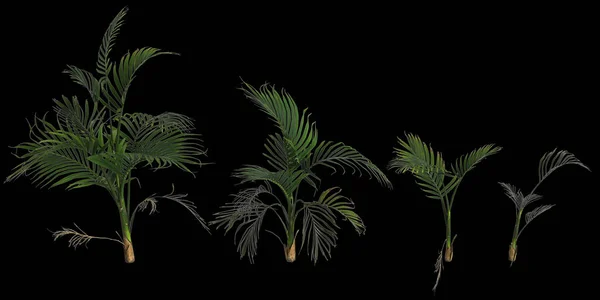 基于黑色背景的人眼视觉分离的立花棕榈树3D图解 — 图库照片