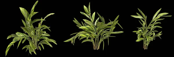 Απεικόνιση Του Συνόλου Alpinia Zerumbet Φυτό Που Απομονώνονται Μαύρο Φόντο — Φωτογραφία Αρχείου