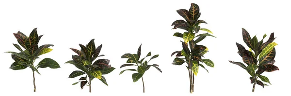 Illustrasjon Satt Codiaeum Variegatum Plante Isolert Hvit Bakgrunn Menneskelig Syn – stockfoto