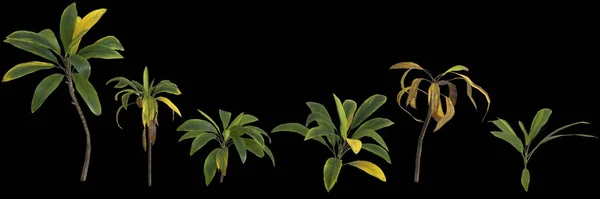 Ilustración Conjunto Cordyline Petiolaris Planta Aislada Sobre Fondo Negro Vista —  Fotos de Stock