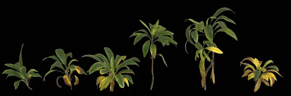 Illustration Une Plante Cordyline Petiolaris Isolée Sur Fond Noir Vue — Photo