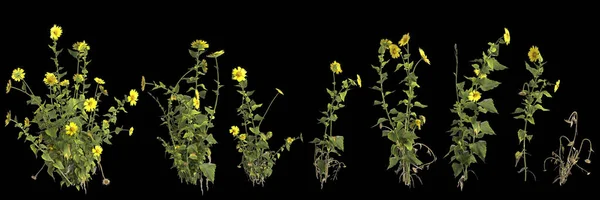 ヒトの眼で黒の背景に隔離されたセット多年生植物の3Dイラスト — ストック写真