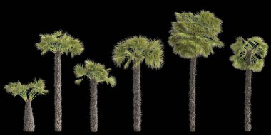 Arka planda izole edilmiş Trachycarpus fortune bitkisinin 3D çizimi