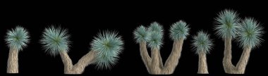 Arka planda izole edilmiş yucca rostrata bitkisinin 3d çizimi