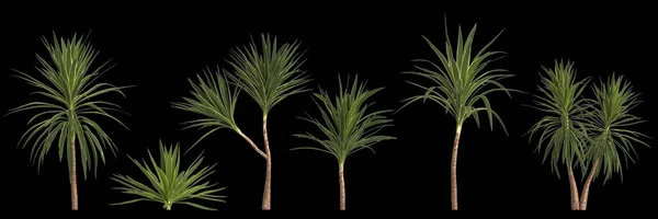 Ilustracja Zestawu Roślin Yucca Izolowane Tle — Zdjęcie stockowe