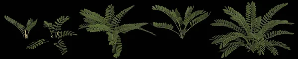 Ilustrace Soupravy Zamia Furacea Rostliny Izolované Zadním Pozadí — Stock fotografie